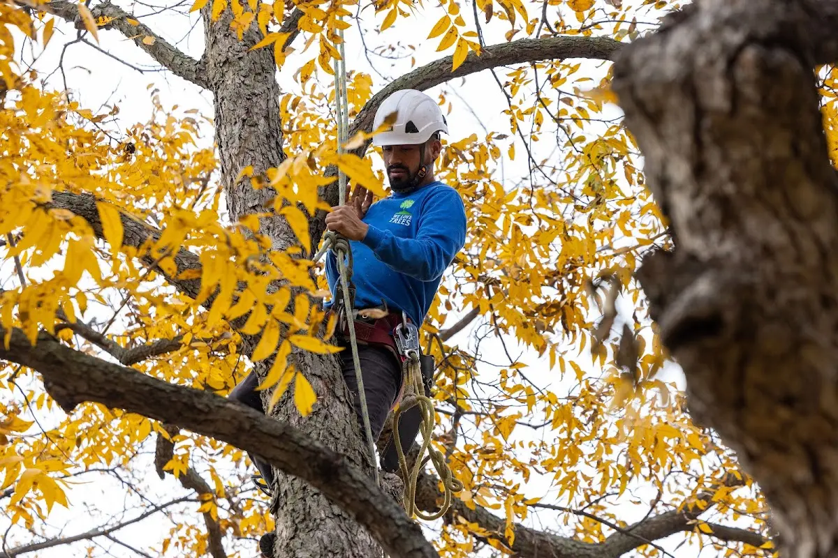 Skilled Tree Planing crew working in Secaucus